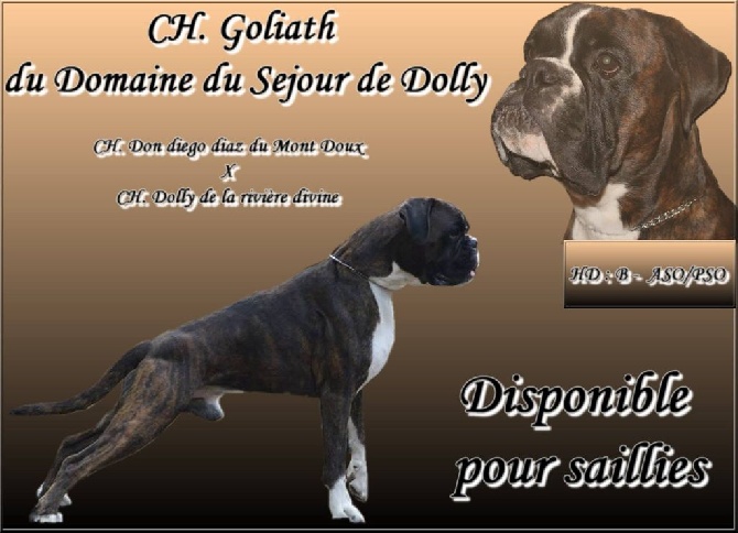 du Domaine du Sejour de Dolly - Affiche CH Goliath Du Domaine Du Séjour De Dolly