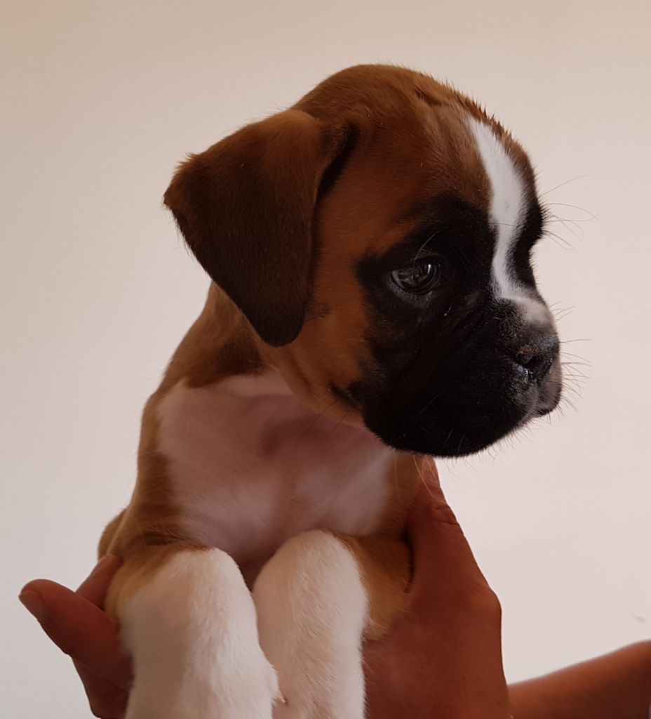 du Domaine du Sejour de Dolly - Boxer - Portée née le 28/06/2018