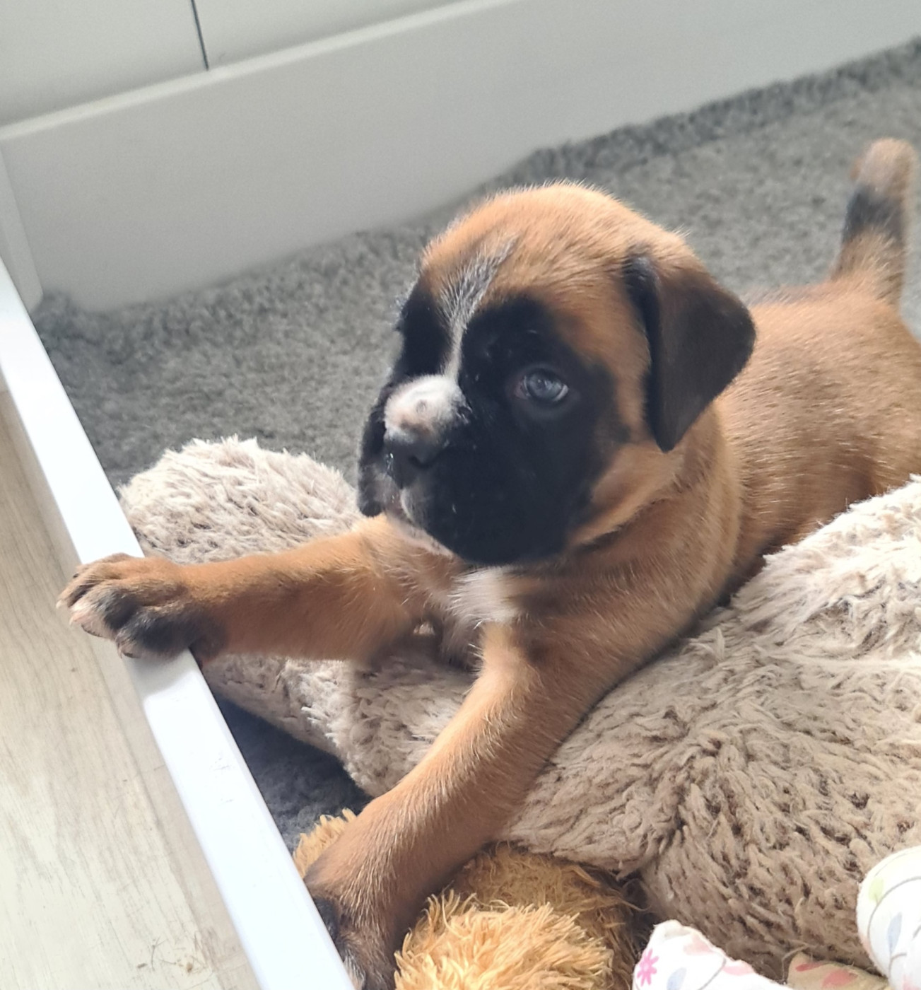 du Domaine du Sejour de Dolly - Chiots disponibles - Boxer
