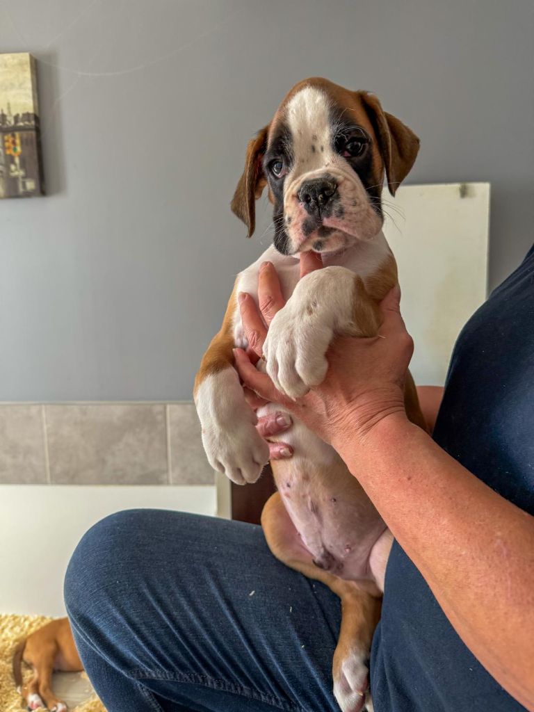 du Domaine du Sejour de Dolly - Chiots disponibles - Boxer