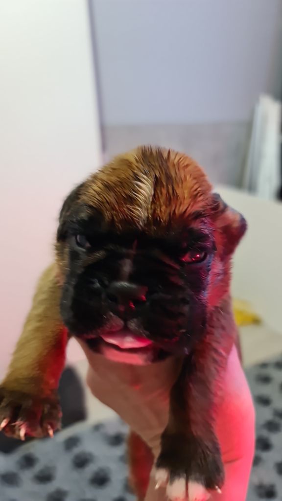 du Domaine du Sejour de Dolly - Chiots disponibles - Boxer